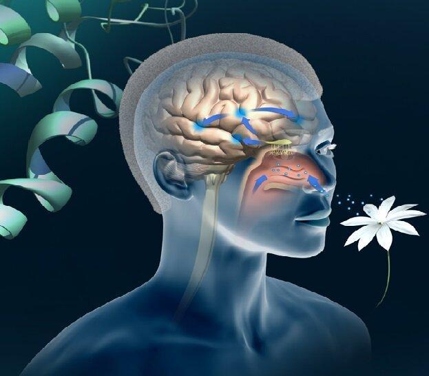 با این تست آلزایمر را زودتر تشخیص دهید، یافته های جدید محققان با این تست آلزایمر را زودتر تشخیص دهید، یافته های جدید محققان درباره رابطه حس بویایی با زوال عقل