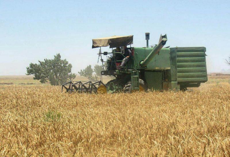 آغاز برداشت جو از مزارع نی ریز آغاز برداشت جو از مزارع نی ریز