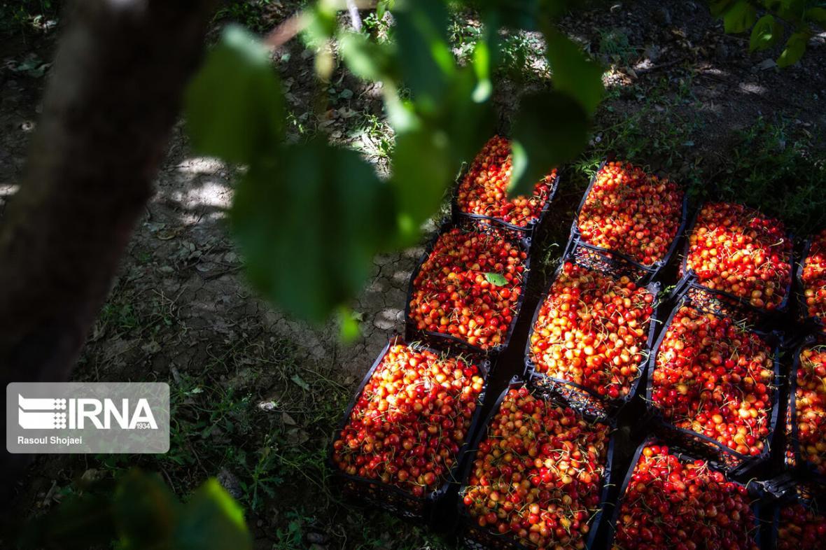 خبرنگاران برداشت گیلاس در تالش آغاز شد خبرنگاران برداشت گیلاس در تالش شروع شد