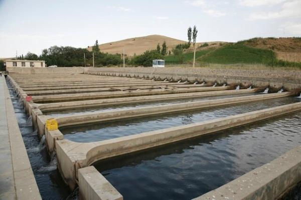 تولید 3870 تُن ماهی در کردستان طی سال جاری فراوری 3870 تُن ماهی در کردستان طی امسال