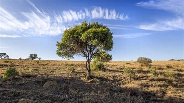 آلودگی 4500 هکتار از جنگل های ارس به بیماری نیمه انگلی آلودگی 4500 هکتار از جنگل های ارس به بیماری نیمه انگلی