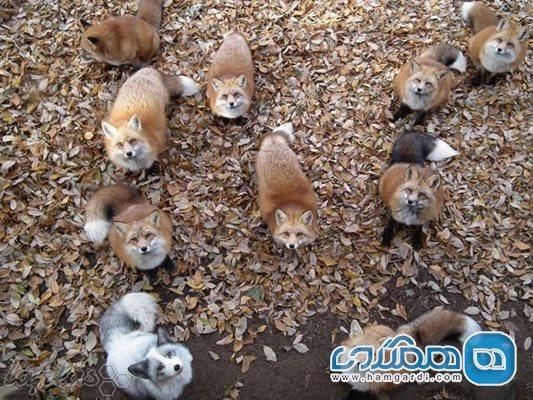 سفر به ژاپن، سرزمینی با حیوانات بازیگوش سفر به ژاپن، سرزمینی با حیوانات بازیگوش
